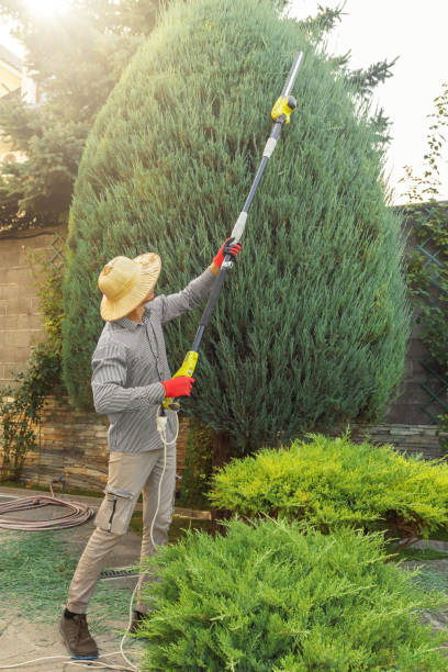 Best Tree Health Inspection  in Fredonia, AZ