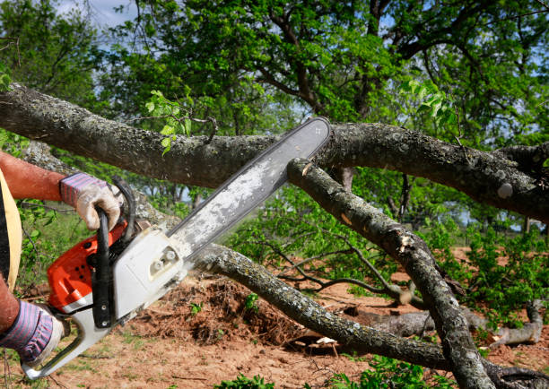 Best Utility Line Clearance  in Fredonia, AZ